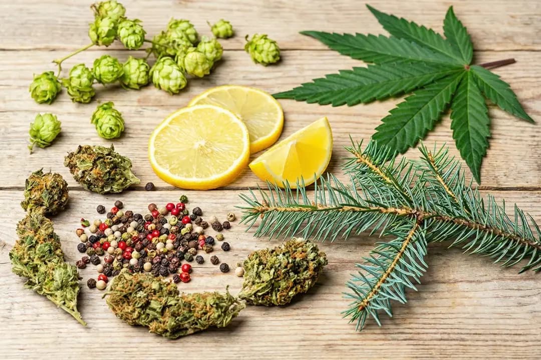 Using Terpenes