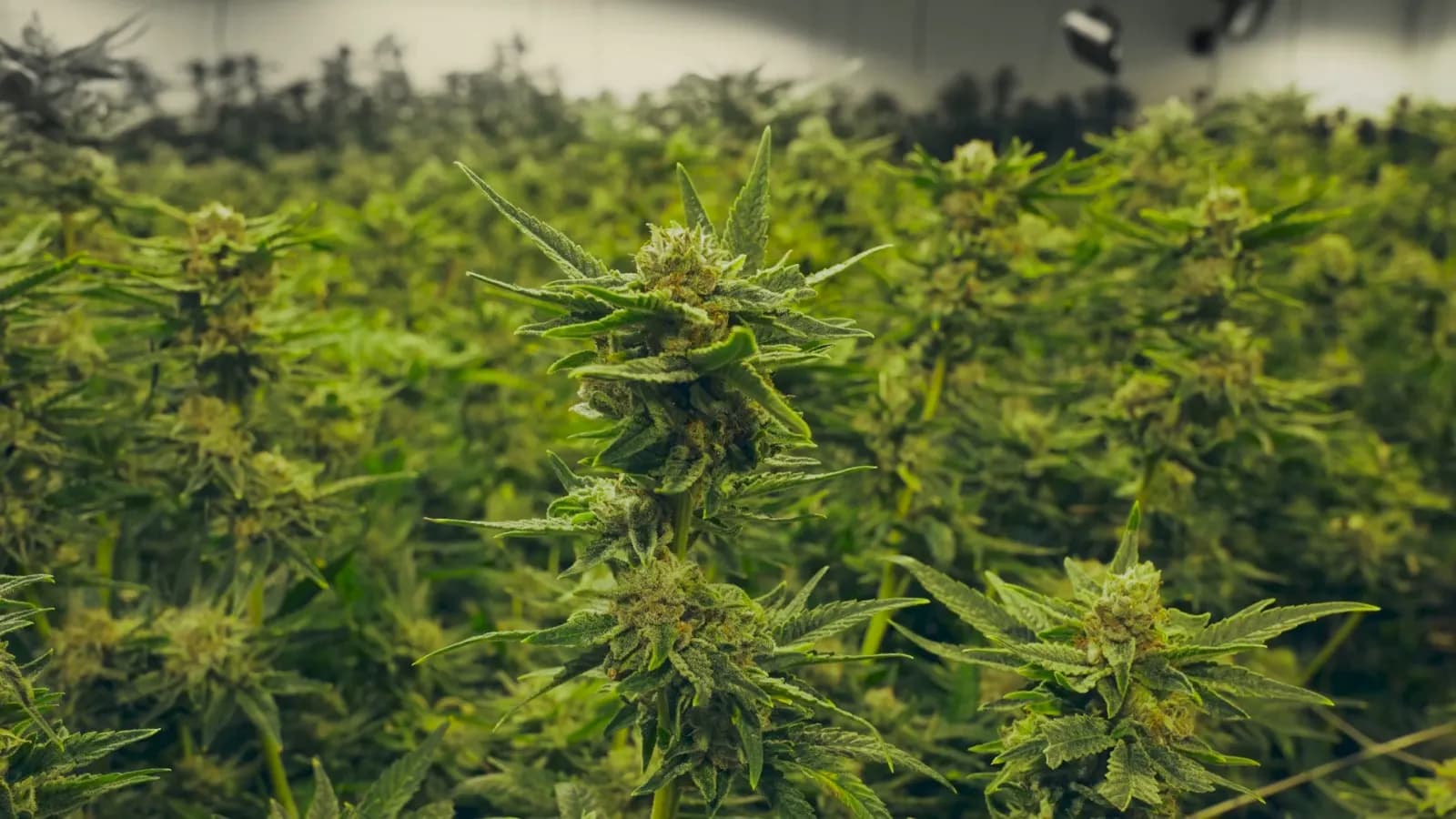 Loud Spectrum Terpenes
