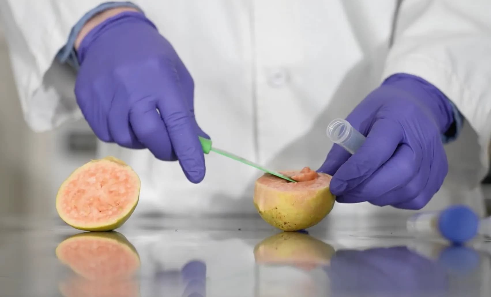 A person in a white lab coat and purple nitrile gloves extracts a sample from a halved guava using a green lab tool. A clear plastic collection tube is held ready in the other hand. Another guava half sits nearby on the sterile, reflective surface.