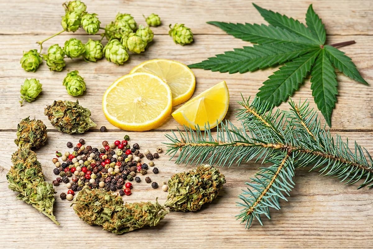 top 10 terpene flavors winter 2025